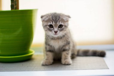 yavru kedi kedi İskoç düz, lop-eared kabarık, hayvan