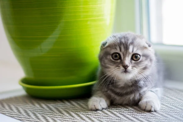 yavru kedi kedi İskoç düz, lop-eared kabarık, hayvan
