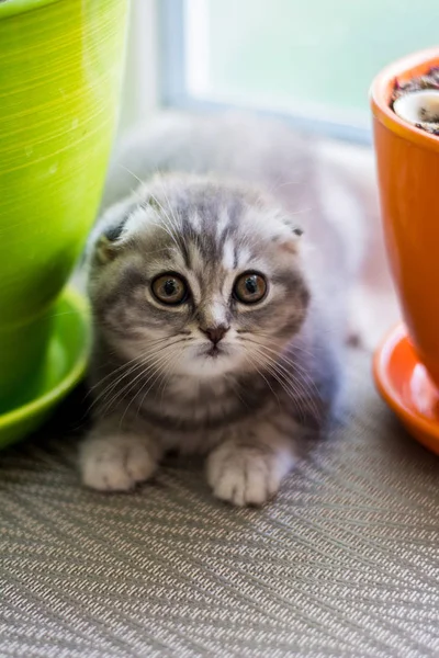 Gatinho Scottish Linha Reta Lop Eared Fofo Animal — Fotografia de Stock