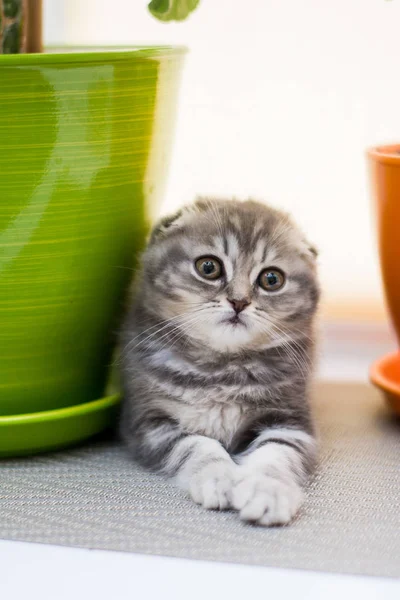 Gatito Gato Escocés Recta Lop Orejas Esponjoso Animal —  Fotos de Stock