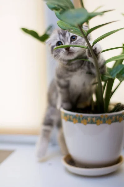 Gatito Gato Escocés Recta Lop Orejas Esponjoso Animal —  Fotos de Stock