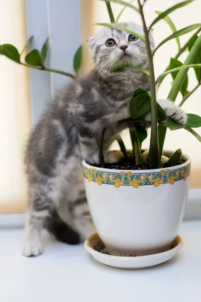 yavru kedi kedi İskoç düz, lop-eared kabarık, hayvan