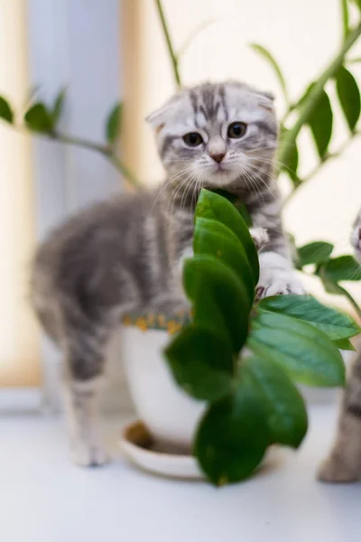 Kitten Cat Scottish Straight Lop Eared Fluffy Animal — Stock Photo, Image