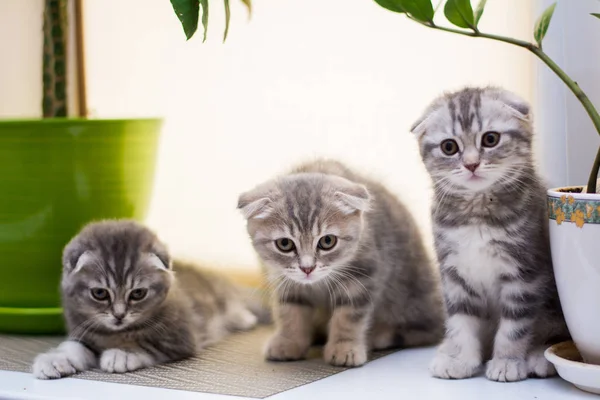 Gatinho Scottish Linha Reta Lop Eared Fofo Animal — Fotografia de Stock