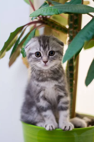 Yavru Kedi Kedi Skoç Düz Lop Eared Kabarık Hayvan — Stok fotoğraf