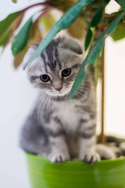 Kattunge Katt Skotska Raka Slokörad Fluffig Djur — Stockfoto