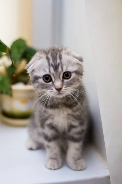 Gatinho Scottish Linha Reta Lop Eared Fofo Animal — Fotografia de Stock