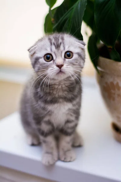 Kätzchen Katze Schottisch Gerade Schlappohr Flauschig Tier — Stockfoto