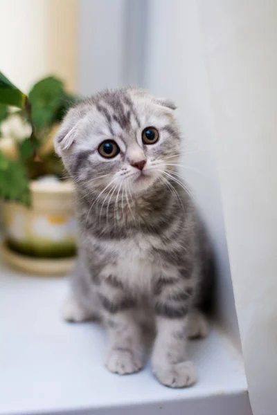 Kätzchen Katze Schottisch Gerade Schlappohr Flauschig Tier — Stockfoto