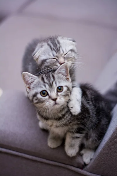 yavru kedi kedi İskoç düz, lop-eared kabarık, hayvan
