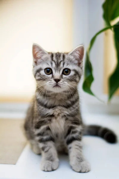 Gatito Gato Escocés Recta Lop Orejas Esponjoso Animal —  Fotos de Stock