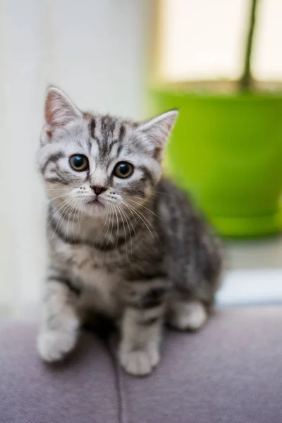 Kattunge Katt Skotska Raka Slokörad Fluffig Djur — Stockfoto