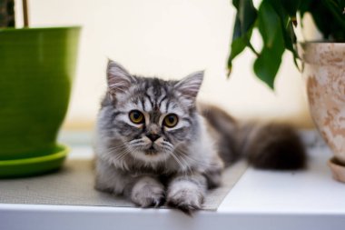 yavru kedi kedi İskoç düz, lop-eared kabarık, hayvan