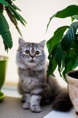 yavru kedi kedi İskoç düz, lop-eared kabarık, hayvan