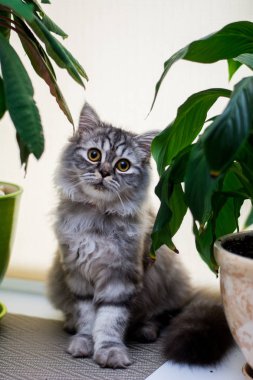 yavru kedi kedi İskoç düz, lop-eared kabarık, hayvan