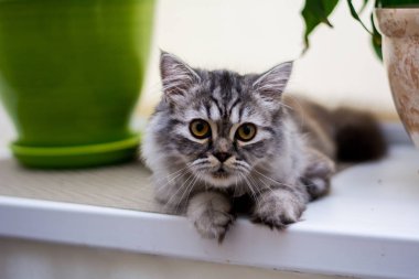 yavru kedi kedi İskoç düz, lop-eared kabarık, hayvan