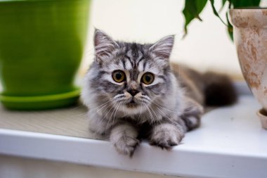 yavru kedi kedi İskoç düz, lop-eared kabarık, hayvan