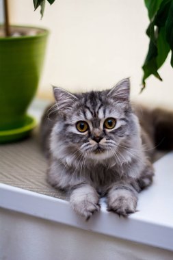 yavru kedi kedi İskoç düz, lop-eared kabarık, hayvan