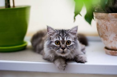 yavru kedi kedi İskoç düz, lop-eared kabarık, hayvan