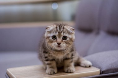 yavru kedi kedi İskoç düz, lop-eared kabarık, hayvan