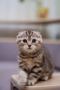 yavru kedi kedi İskoç düz, lop-eared kabarık, hayvan