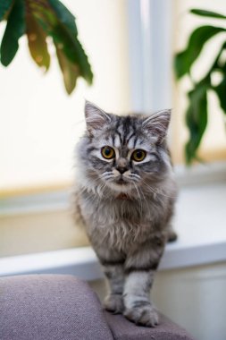 yavru kedi kedi İskoç düz, lop-eared kabarık, hayvan