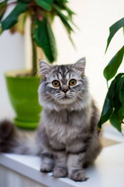 yavru kedi kedi İskoç düz, lop-eared kabarık, hayvan