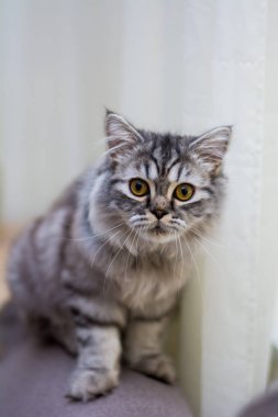 yavru kedi kedi İskoç düz, lop-eared kabarık, hayvan