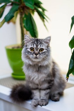 yavru kedi kedi İskoç düz, lop-eared kabarık, hayvan