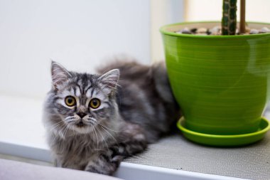 yavru kedi kedi İskoç düz, lop-eared kabarık, hayvan