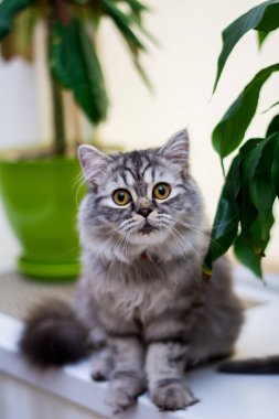 yavru kedi kedi İskoç düz, lop-eared kabarık, hayvan