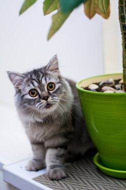 yavru kedi kedi İskoç düz, lop-eared kabarık, hayvan