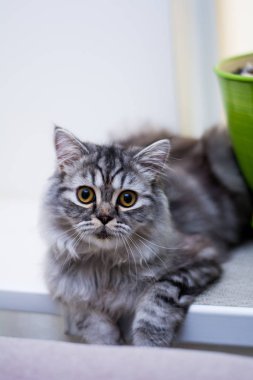 yavru kedi kedi İskoç düz, lop-eared kabarık, hayvan