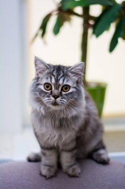 yavru kedi kedi İskoç düz, lop-eared kabarık, hayvan