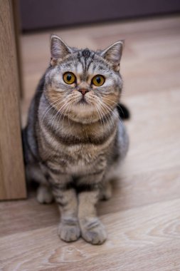 yavru kedi kedi İskoç düz, lop-eared kabarık, hayvan