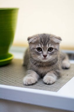 yavru kedi kedi İskoç düz, lop-eared kabarık, hayvan