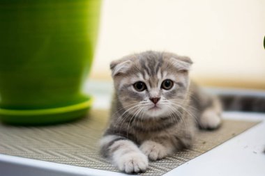 yavru kedi kedi İskoç düz, lop-eared kabarık, hayvan