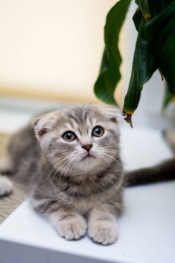 yavru kedi kedi İskoç düz, lop-eared kabarık, hayvan