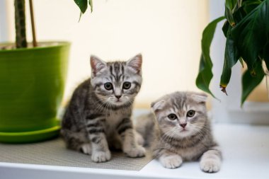 yavru kedi kedi İskoç düz, lop-eared kabarık, hayvan