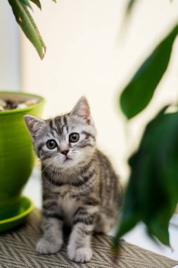 yavru kedi kedi İskoç düz, lop-eared kabarık, hayvan