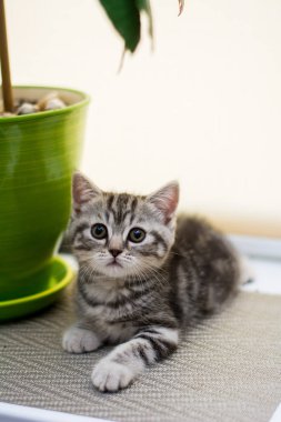 yavru kedi kedi İskoç düz, lop-eared kabarık, hayvan