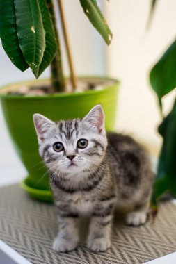 yavru kedi kedi İskoç düz, lop-eared kabarık, hayvan