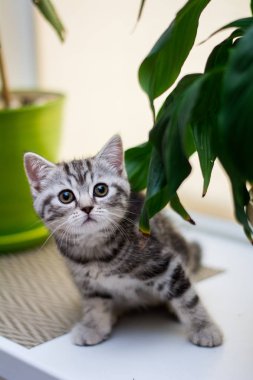 yavru kedi kedi İskoç düz, lop-eared kabarık, hayvan