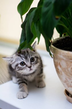 yavru kedi kedi İskoç düz, lop-eared kabarık, hayvan