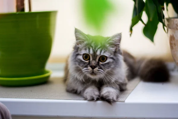 Kätzchen Katze Schottisch Gerade Schlappohr Flauschig Tier — Stockfoto