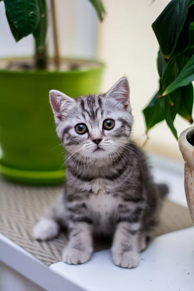 Kattunge Katt Skotska Raka Slokörad Fluffig Djur — Stockfoto