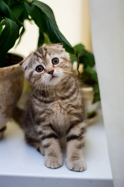 Gatinho Scottish Linha Reta Lop Eared Fofo Animal — Fotografia de Stock