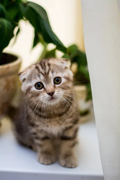 Kattunge Katt Skotska Raka Slokörad Fluffig Djur — Stockfoto