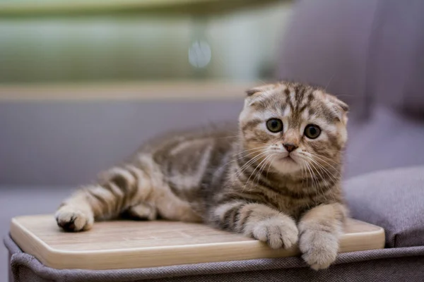 Gatinho Scottish Linha Reta Lop Eared Fofo Animal — Fotografia de Stock