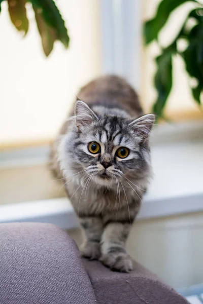 Γατάκι Γάτα Σκωτίας Ευθεία Κρεμάμενα Ωτά Αφράτο Ζώο — Φωτογραφία Αρχείου